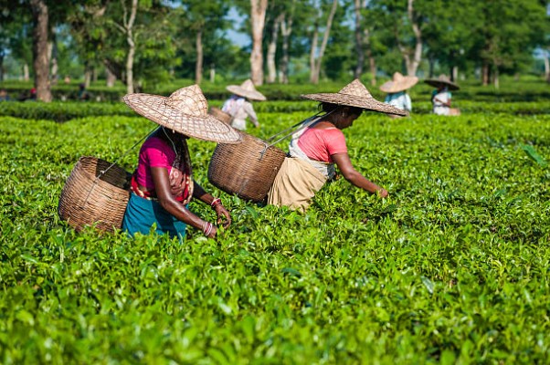 Assam